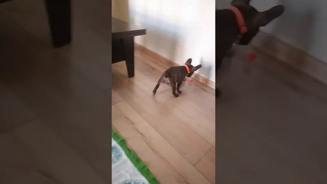 Французский бульдог Кристи носится по квартире!!! Неугомонная) смотреть онлайн