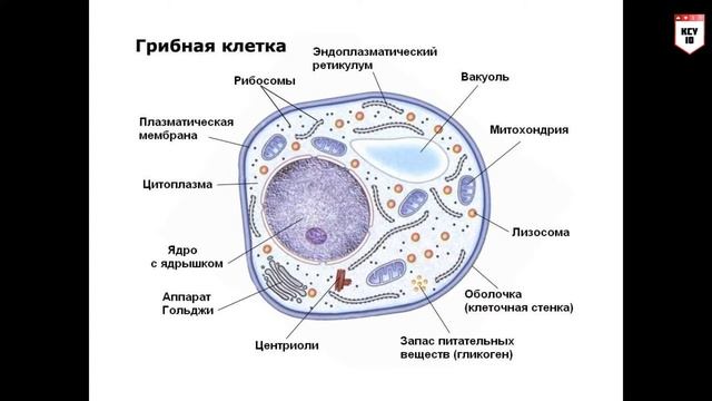 Лекция по дисциплине "Микробиология": вирусы, грибы, дрожжи