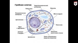 Лекция по дисциплине "Микробиология": вирусы, грибы, дрожжи