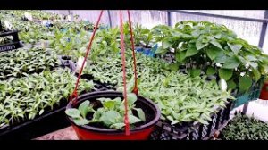 ПОДВЕСНОЕ КАШПО ИЗ ПЕТУНИИ, КАК СФОРМИРОВАТЬ КРАСИВОЕ КАШПО ИЗ ПЕТУНИИ.