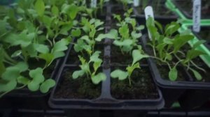 What to sow in March | What can I grow in March? | Seeds to plant in March