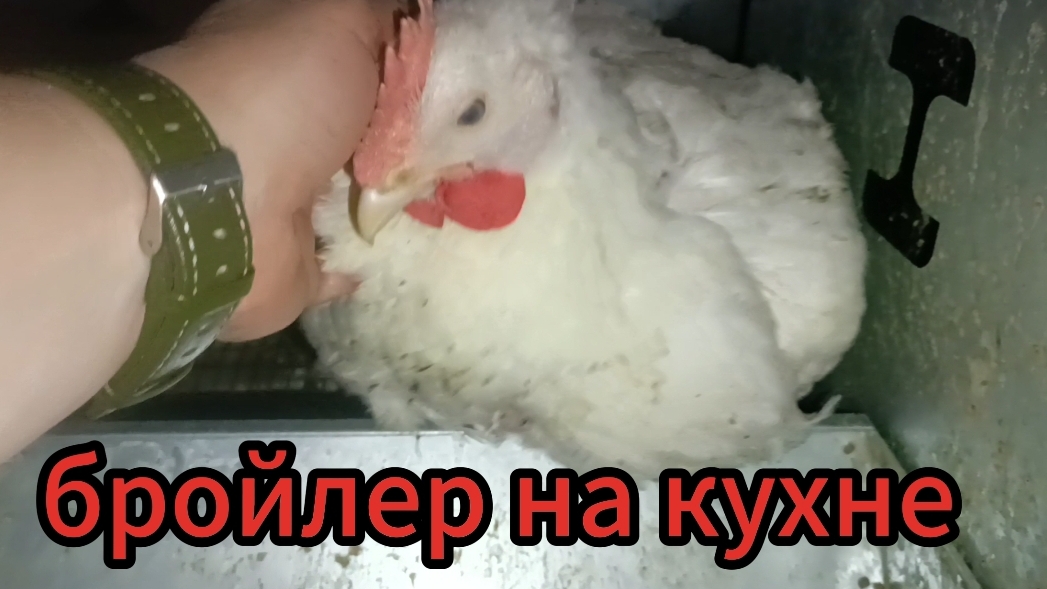 Ручной домашний бройлер Петя🐔перепелятам неделя...растут😁