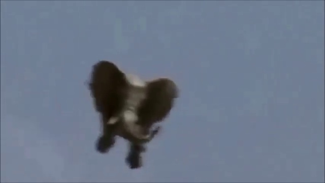 Spilo- Boing