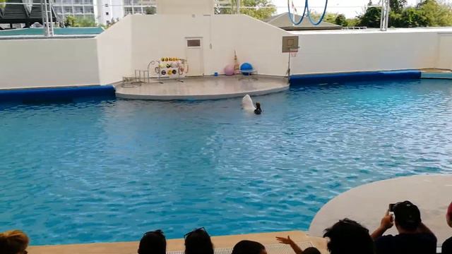 Шоу Белухи в Анталии 20180627 смотреть онлайн