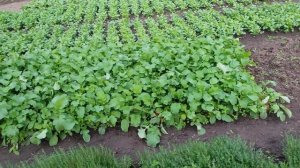 Бизнес на зелени. Обзор огорода на начало сентября..