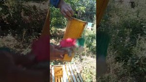 Главный взяток с подсолнуха 2021. Отбор мёда на откачку. Родоначальница К23.