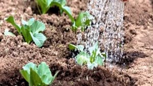 Капуста Теща