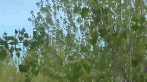 17 Сериал "Оккупация", часть 17-я. Георгий Федотов. Будет ли существовать Россия?