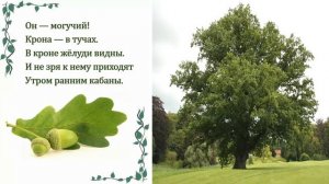 ЗАГАДКИ про ДЕРЕВЬЯ