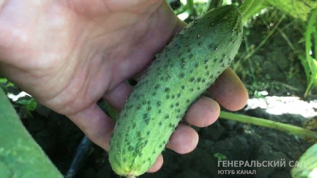 Огурцы это избавит от пожелтения и болезней! Спасаем урожай огурцов! смотреть онлайн