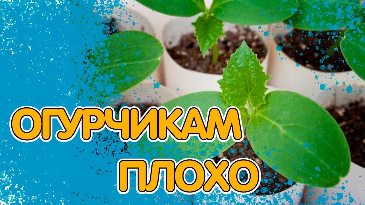 Почему огурцы не растут? Главные ошибки всех огородников смотреть онлайн