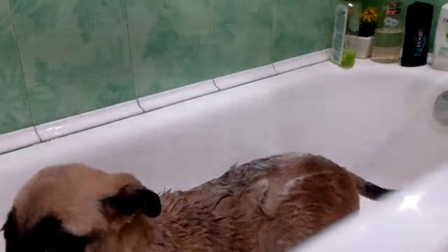 Как правильно мыть собаку смотреть онлайн