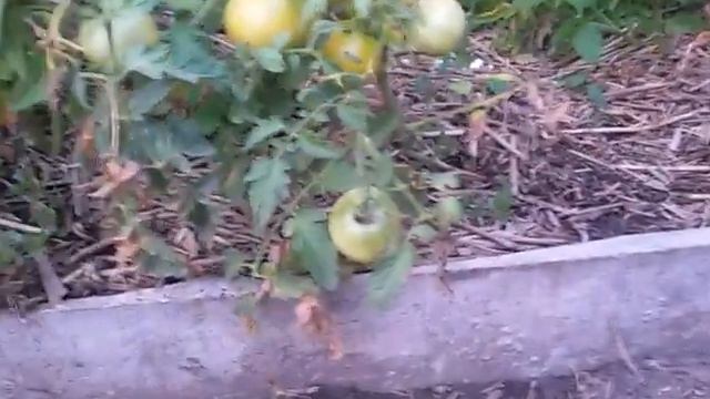 Как сделать грядки под помидоры. часть1 смотреть онлайн