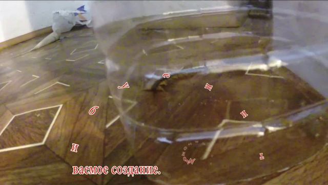 Крымская сколопендра на 5м этаже жилого дома в Севастополе смотреть онлайн