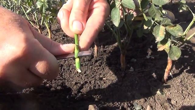 Подготовка и окулировка шиповника смотреть онлайн