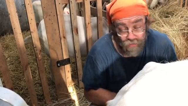 С Добрым утром! Кормить или нет коз и корову летом сеном? смотреть онлайн