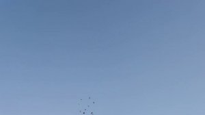 Армянские голуби с хорошим боем