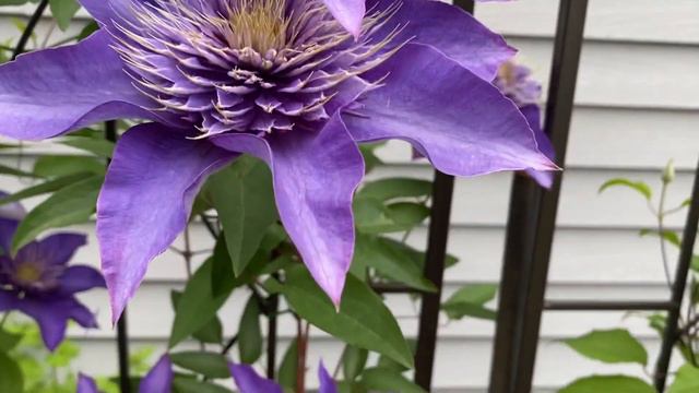 Цветение клематисов 2 группы в нашем саду. смотреть онлайн