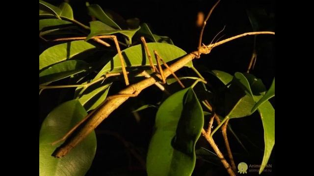 Палочники /крупнейшие современные насекомые смотреть онлайн