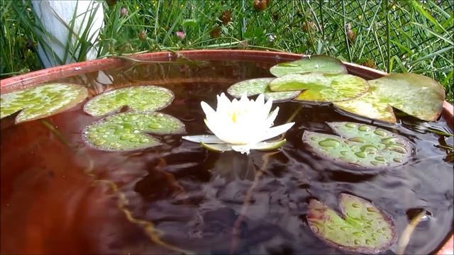 Напутствие 11. Всё для тебя! Карты Шивы - Школа Высочайшей Мудрости смотреть онлайн