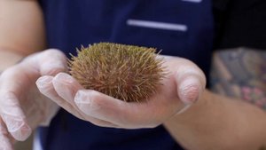 Морской ёж серый