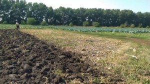 Плуг ПЦ 1-18 и улитая каменная Земля...