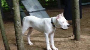 ДТ-175. Провокация агрессии - опасная ошибка