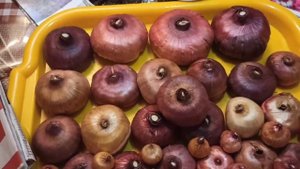 ЦВЕТЫ. Гладиолусы.Как хранить гладиолусы?