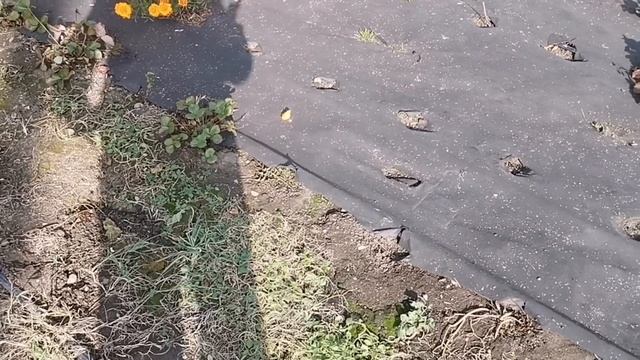 Какую плотность агроспана выбрать для посадки клубники! смотреть онлайн