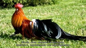 Феникс (порода кур)