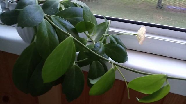 Комнатные Растения. Цветение Хойи Обскуры.10 Июля смотреть онлайн