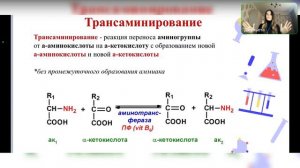 ОБ. Общие пути катаболизма аминокислот