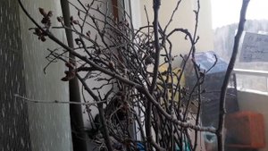 Побеги, мужские сережки тополя белого пирамидального