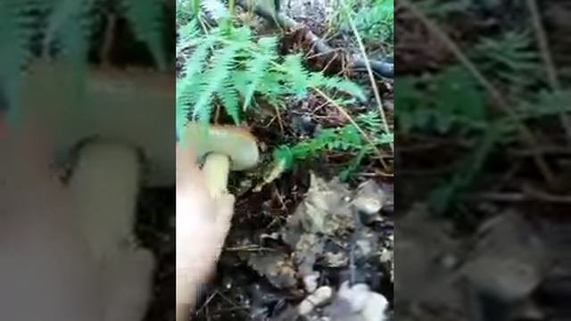 Белый гриб, август/ White mushroom, august