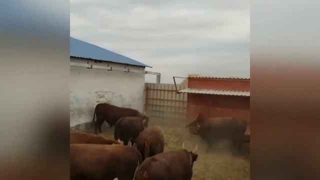 Быки на откорме. Быки Калмыцкие. Быки и коровы. КРС. МЭЦ. смотреть онлайн