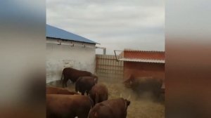 Быки на откорме. Быки Калмыцкие. Быки и коровы. КРС. МЭЦ.