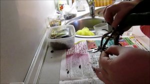 Пересадка орхидеи и обработка корней