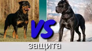 Ротвейлер VS  булли кутта