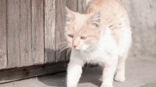 Первый опыт с видео на Canon 60d смотреть онлайн