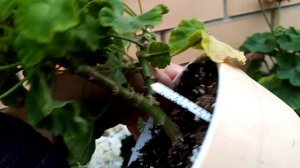 Не крупные пеларгонии для пышного цветения