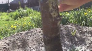 БОРОЗДОВАНИЕ КОРЫ ПЛОДОВЫХ ДЕРЕВЬЕВ | ОБИЛЬНЫЙ ПОЛИВ СПАСЕНИЕ ?