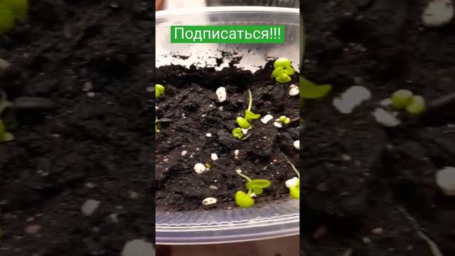 КОЛЕУС из семян