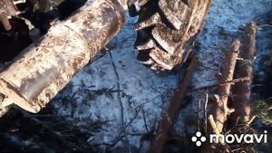 МтЗ 82.1 в лесу.