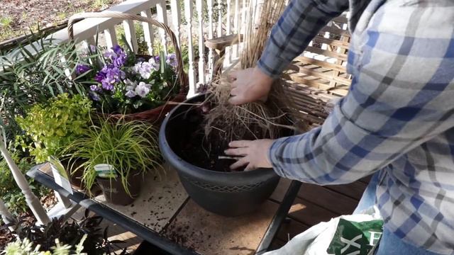 Planting Rhododendrons and Peonies in Containers смотреть онлайн