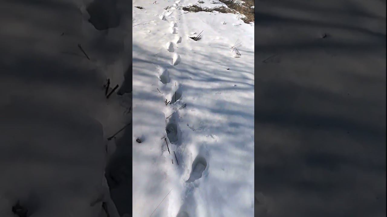 Охотничек. смотреть онлайн