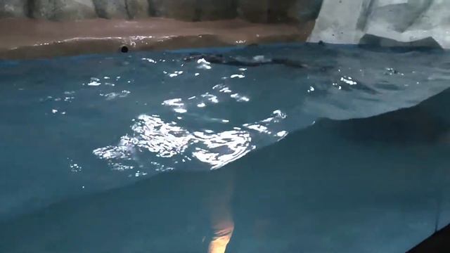 Пингвинарий Океанариума "Морская Звезда" в Лазаревском - Отдых, Развлечения
