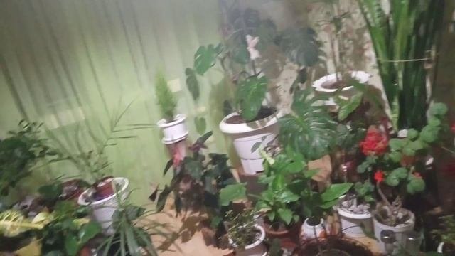 Уникальный препарат для роста комнатных растений