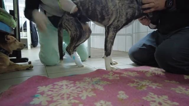 Спасение животных/ Делаем массаж собачке Терри смотреть онлайн