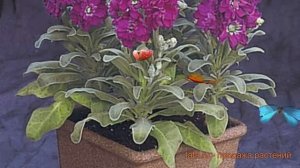 Маттиола обыкновенная Парпл (matthiola cinderella purple) ? обзор: как сажать, семена маттиолы Парп