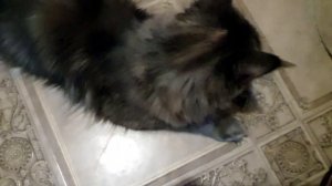 Мейн Кун.  Грейси.  1 год